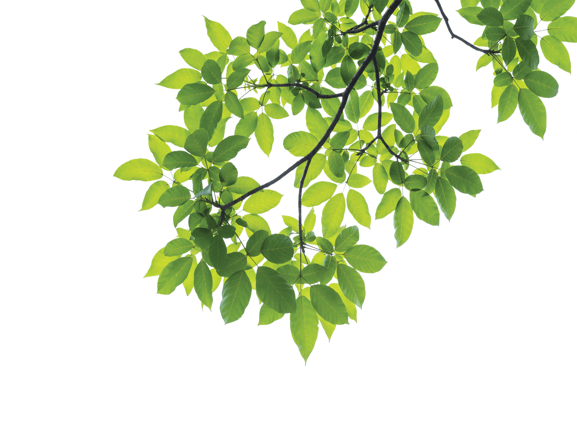 Bild von einem Zweig